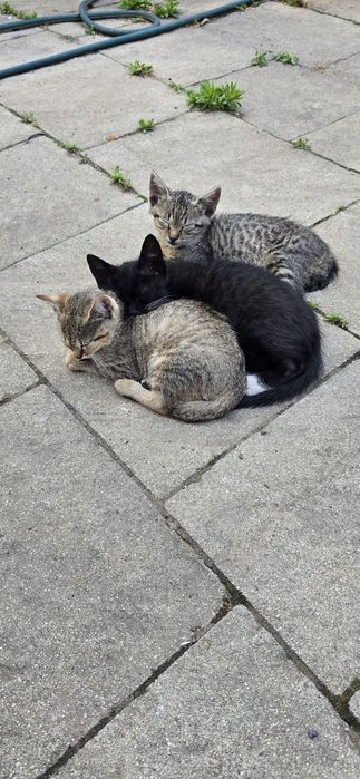Pisici cauta stăpân