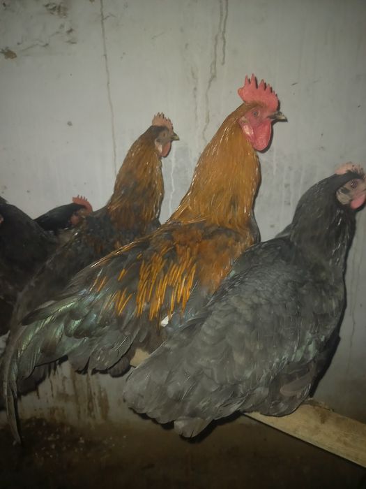 Бахорги жужа-хурозлар