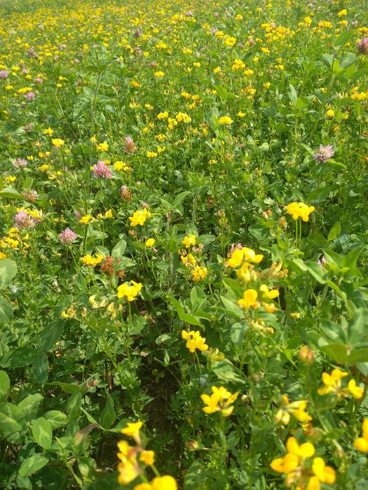 Vind baloti rotunzi!