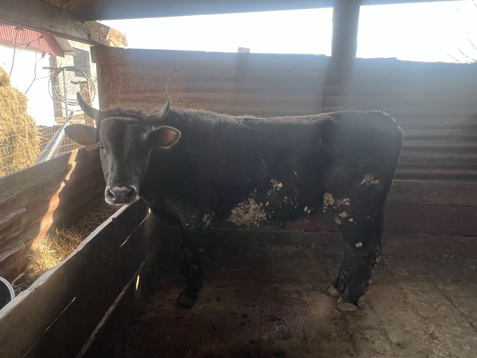 Продам быка 2 года