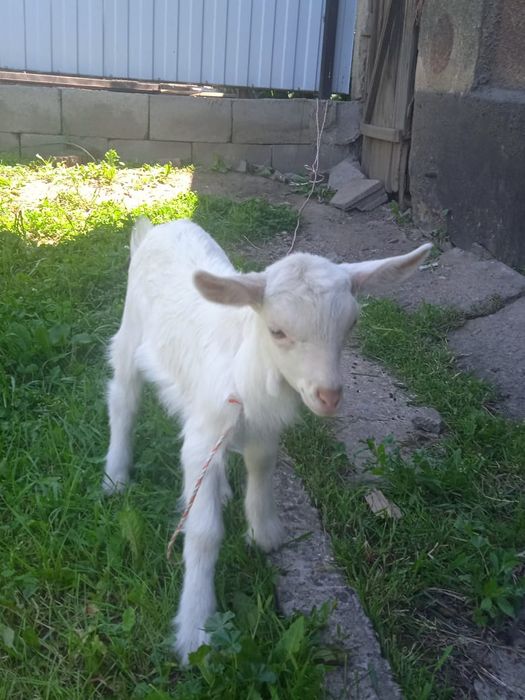 2 лақ сатамын , 2-уі де еркек , 30мыңға сатамын