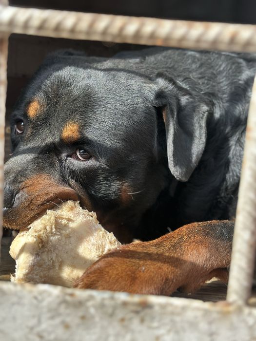 Ротвейлер ищет подружку