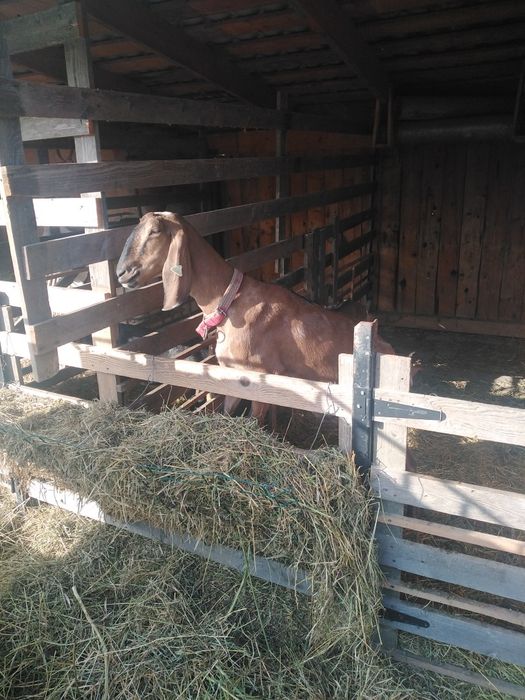 Capra Anglonubiana  Elans Hora cu pedigri