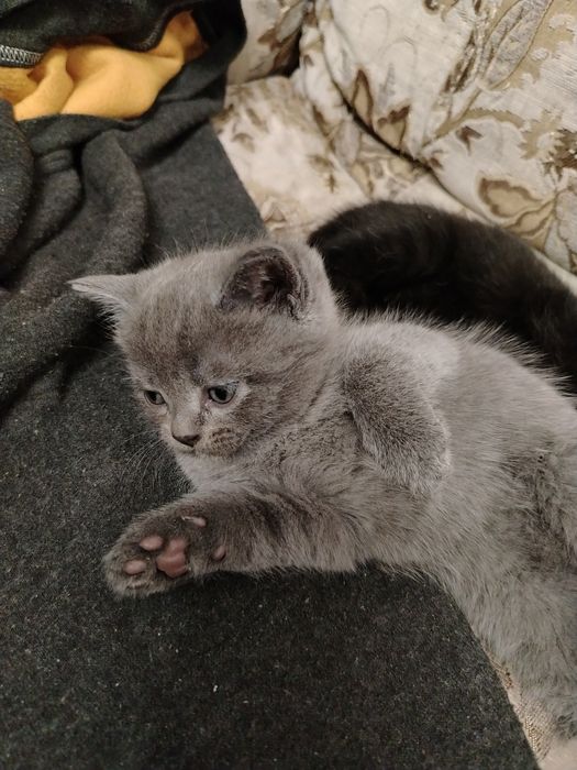 Продается шотландский кот