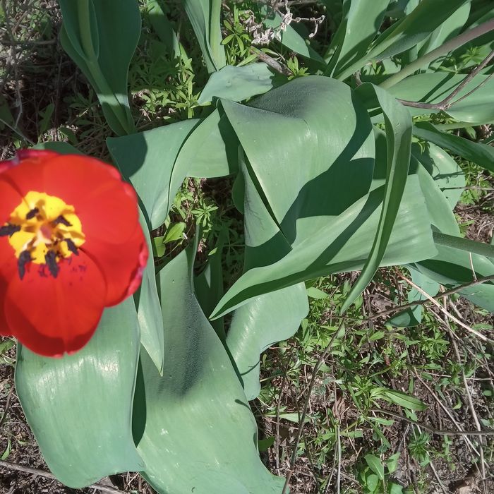 Свежие весенние тюльпаны