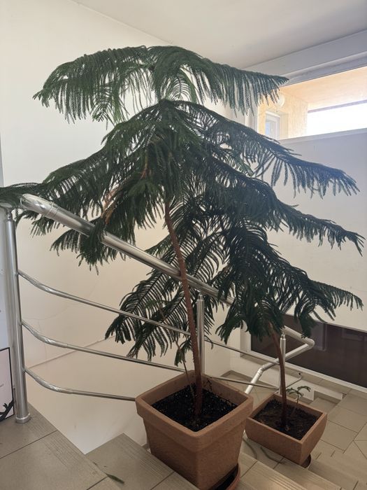 Дърво араукария-декоративно