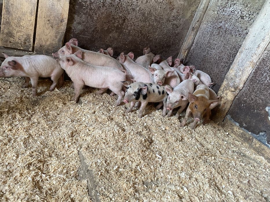 Продам кур поросят