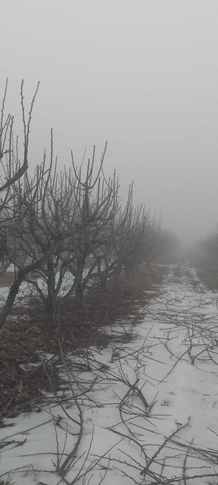 Обрезка деревьев