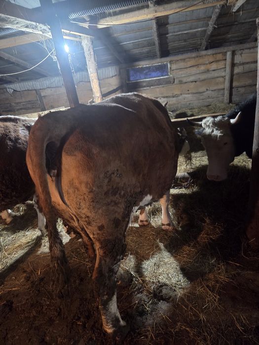 Vaca de vânzare gestanta