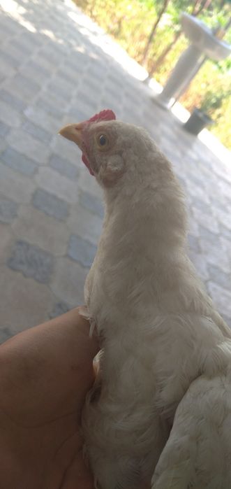 Para Juja sotiladi kulangi va brama
