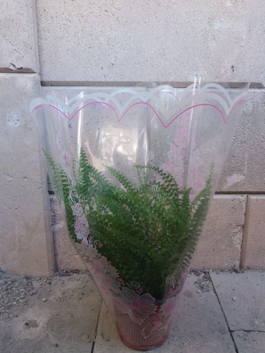 Комнатные цветы в подарочной упаковке