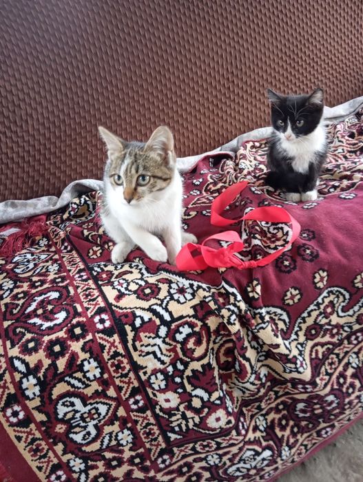 Отдам котят в добрые руки.