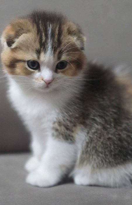 Продаются Шикарные котята!