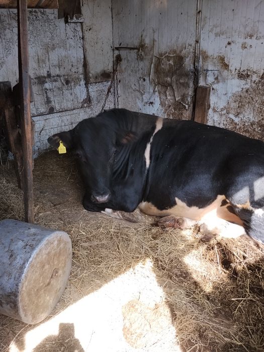 Продам тёлочку от семинталькой коровы