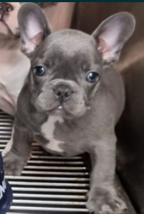 Bulldog francez femela
