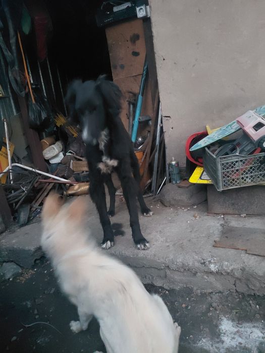 Найден тазы щенок