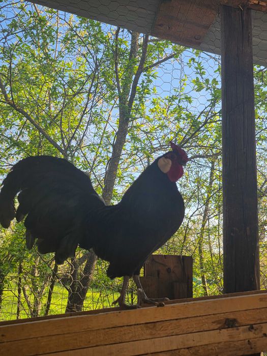 De vânzare  ,Cocoșii Rozecomb Bantam