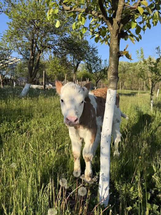 Vaca si vitica bine ingrijite
