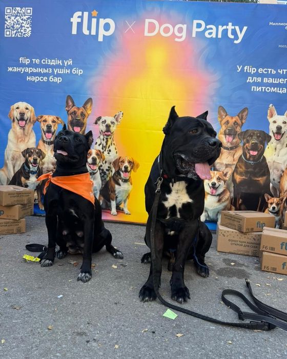 Шенки кане корсо