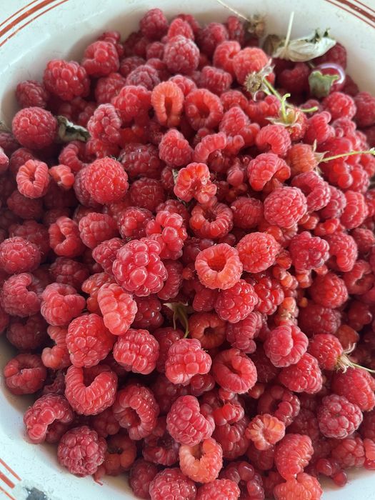 Сдам дачу в аренду