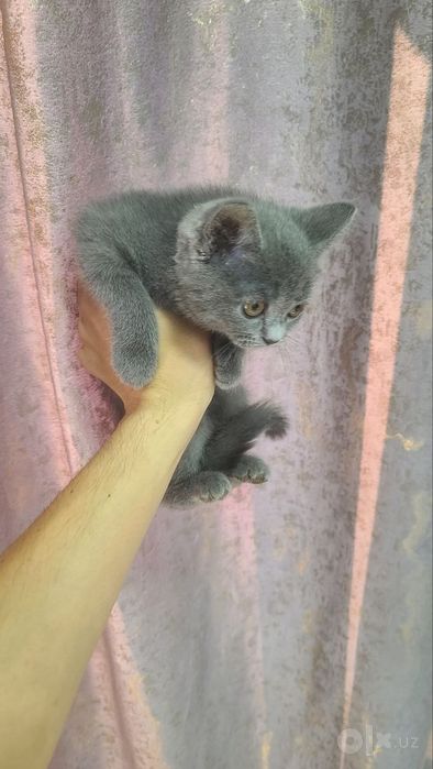 Mushuk sotiladi quvnoq soglom