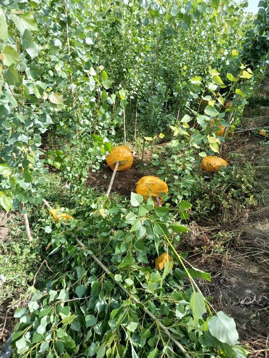 Тополь пирамидальный (Populus pyramidalis)