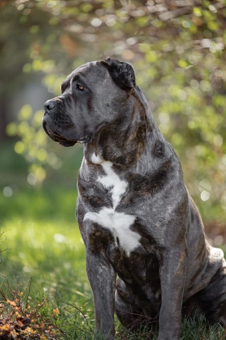 Щенки Кане-корсо