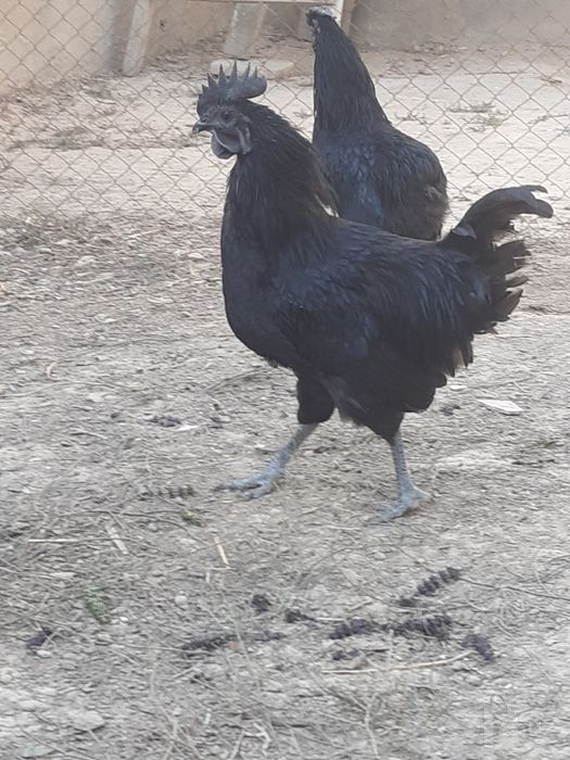 Uxayul qora xòrozlari