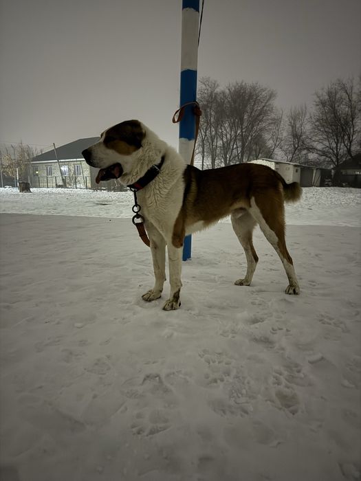 Ит жоғалды.Пропала собака САО.