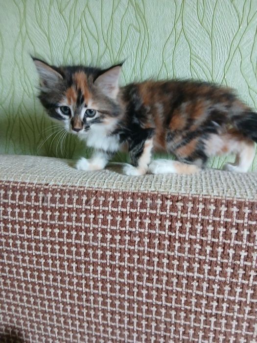 Котёнок девочка 2 месяца