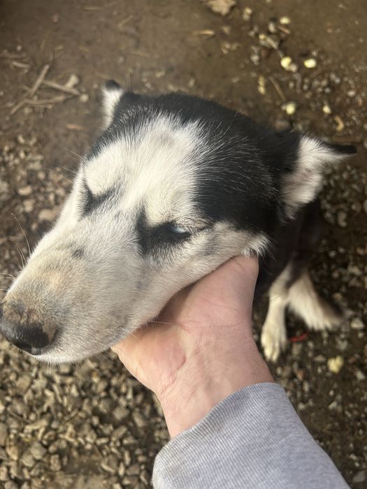 Donez Husky siberian