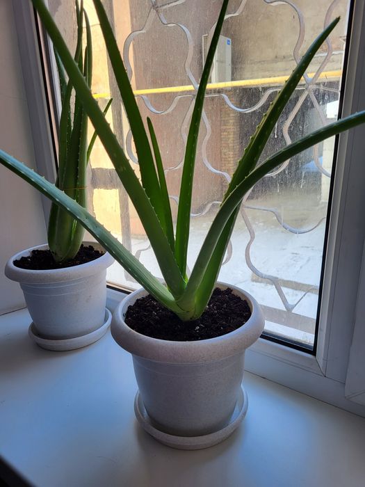 Продам цветок алое