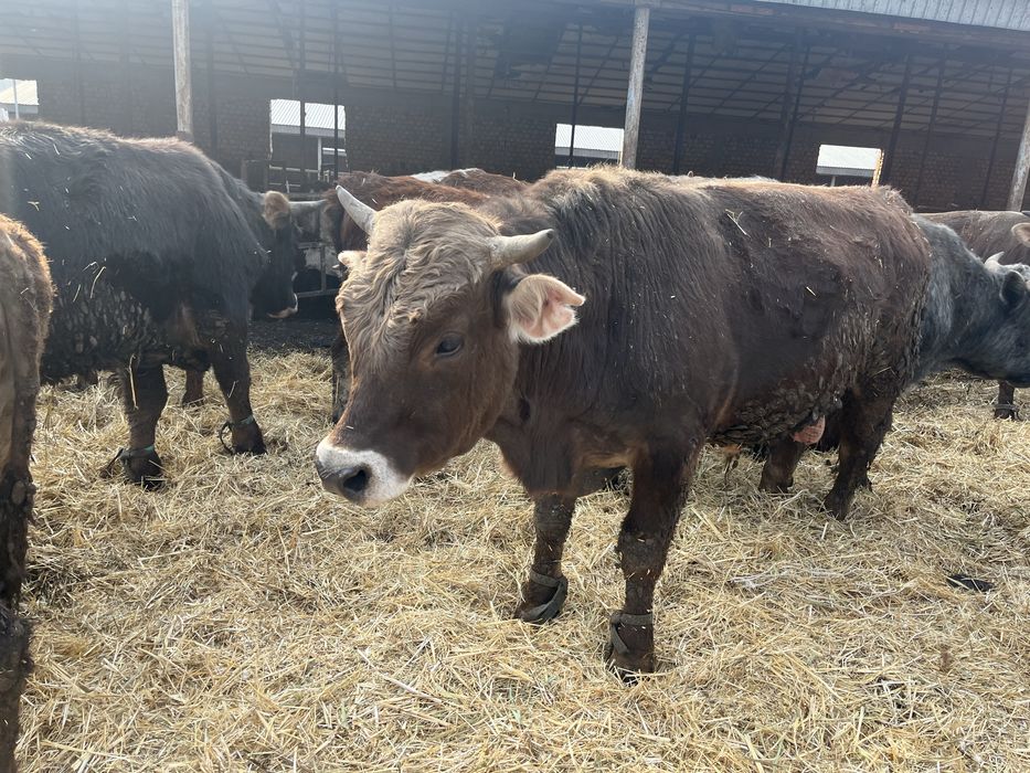 Бұқа бычки бұқалар