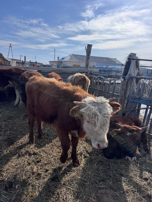 Бұқалар сатылады