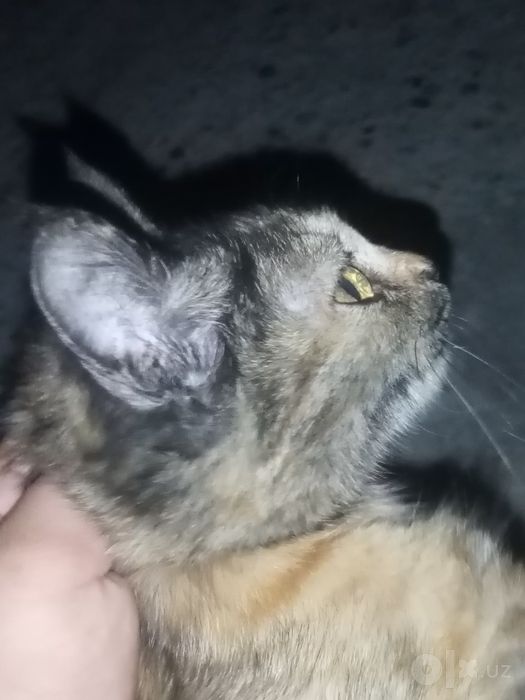 Mushugimni mehrli qo'llarga beraman
