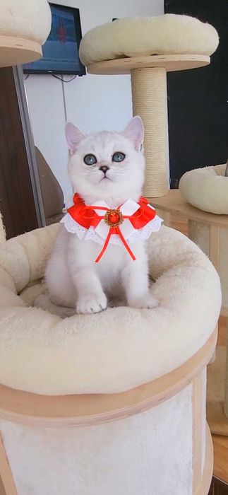 Fetita scottish straight shorthair cu pedigree iubibila