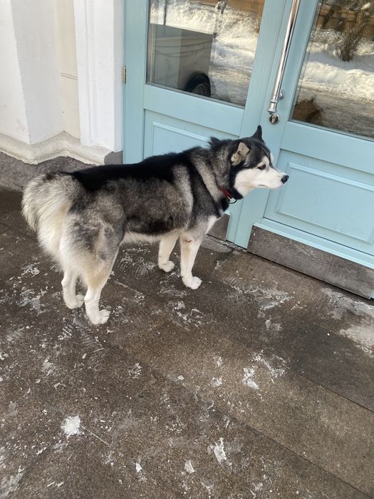 Найдена собака хаски