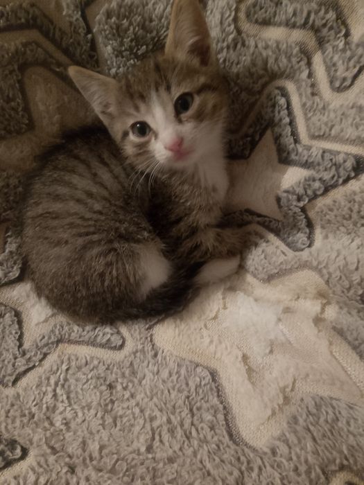 Отдам даром котят