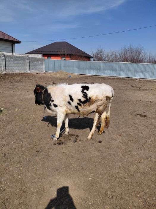 Сиыр тана бузау сатам