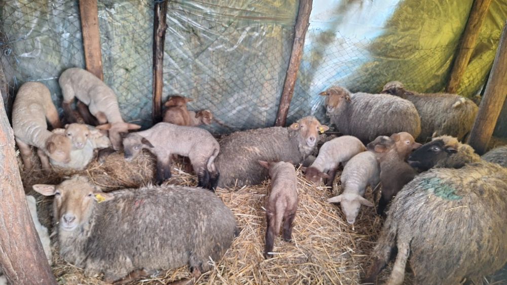 Vand 50 oii rugini tinere