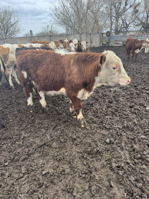 Бука Акбас Ангус