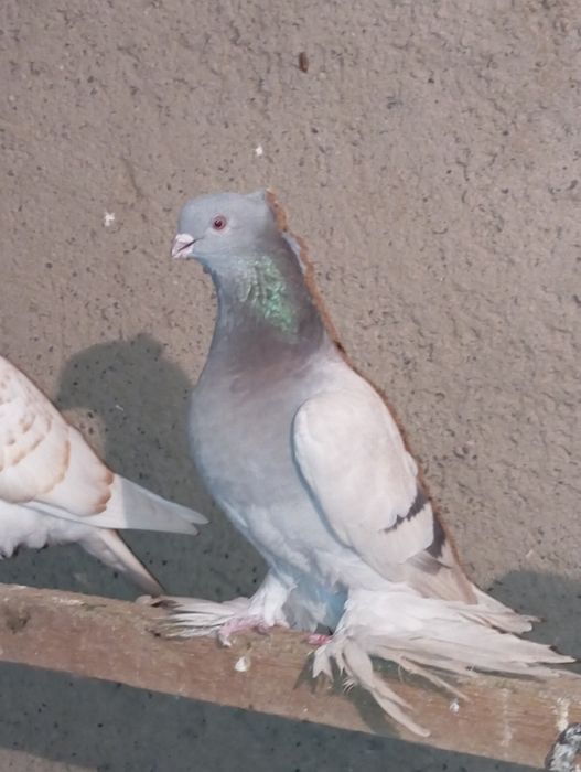 Например lPhome.