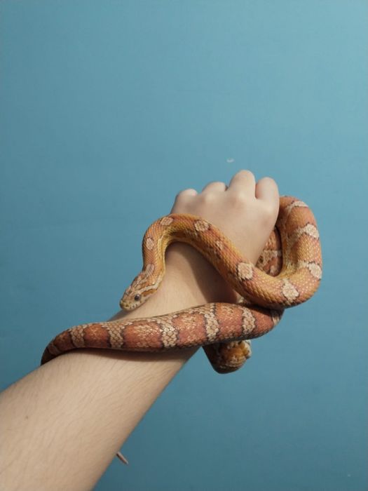 Маисовый полоз самка