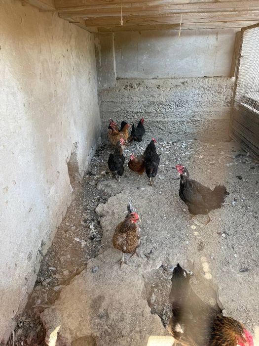 Продается курицы