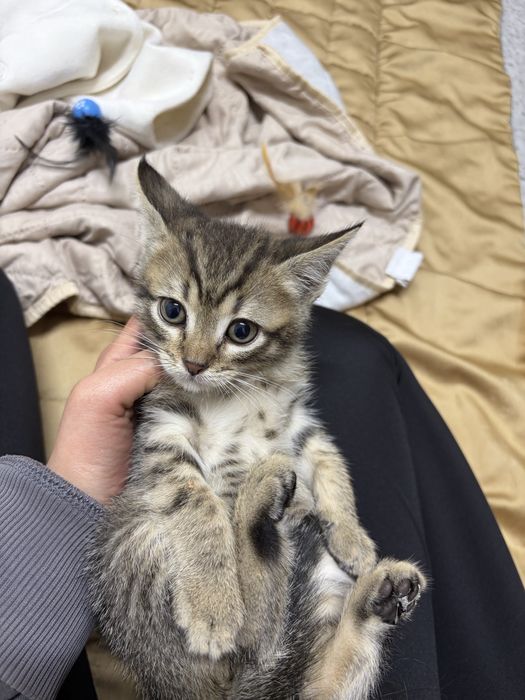 котята кошки кот мысык астана