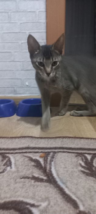 Котёнок 4 месяцев