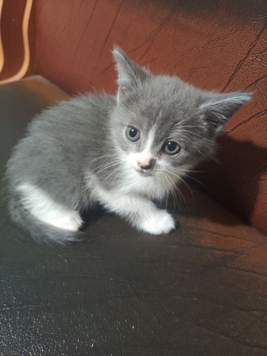 Милый котёнок (мальчик)
