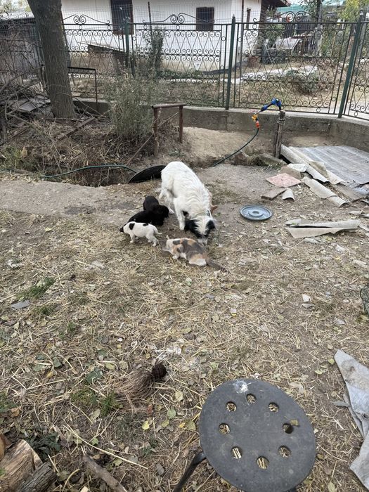 Adoptie 7 catelusi