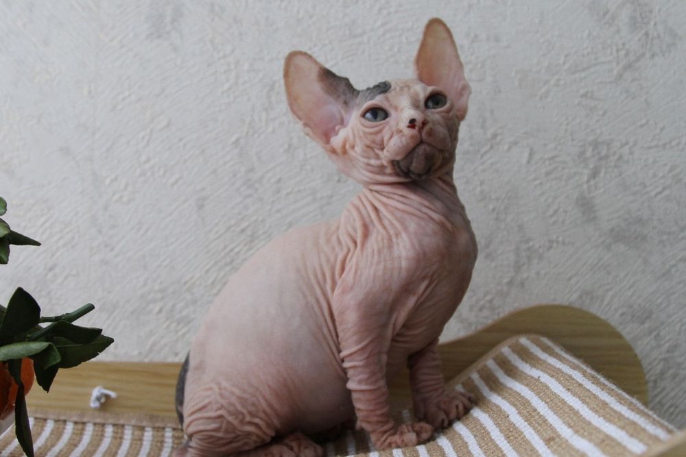 Сфинксы. Котята.