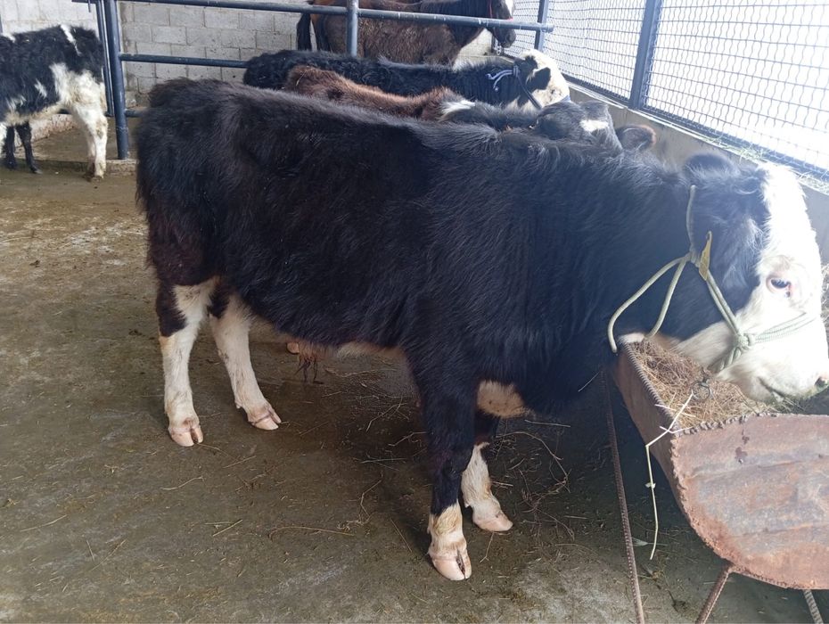 1 жасар букалар сатылады